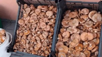 Tezgahlarda bolluk var! Kilosu 500 TL