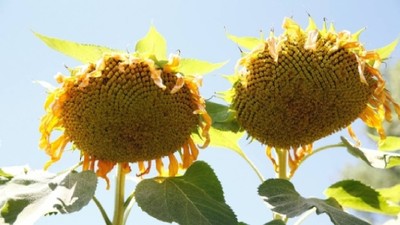 Çerezlik ayçiçeği, üreticinin yüzünü güldürdü!