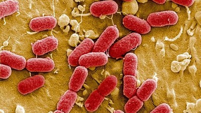 Almanya'da E. Coli salgını