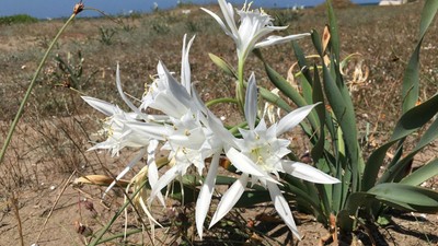 Bu çiçeğe dokunmanın bedeli 2,8 milyon TL