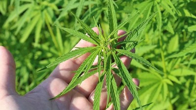 21 ilde kenevir üretimi yapılabilecek