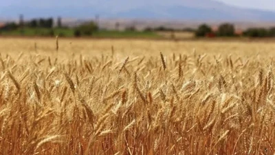 Türkiye'nin buğday devi iflas bayrağını çekti
