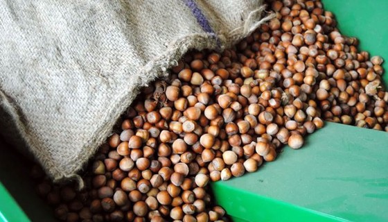 Türkiye'den 122 ülkeye 2,2 milyar dolarlık fındık ihracatı