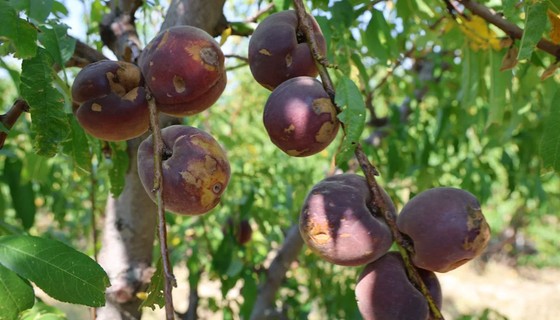 Zirai don felaketi meyve fiyatlarını vurdu, sebze ucuzladı