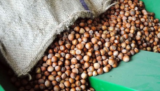 Fındıkta yüksek ihracat hedefi var