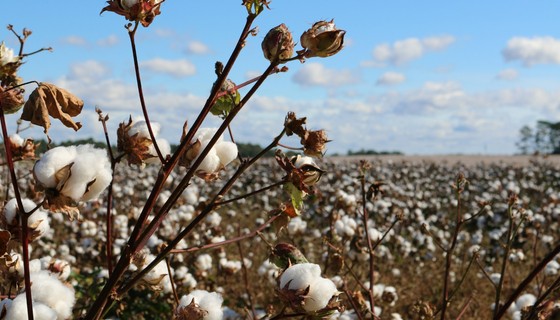 Beyaz altında hasat başladı! 1,5 milyon tonu aşması bekleniyor