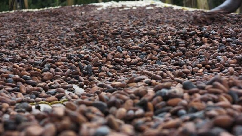 Kakao fiyatlarında rekor düşüş