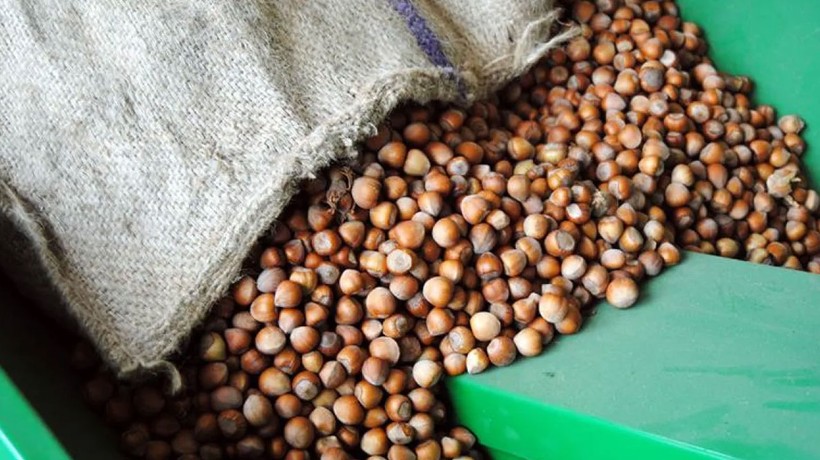 İtalyan çikolata devi Ferrero için kritik karar!