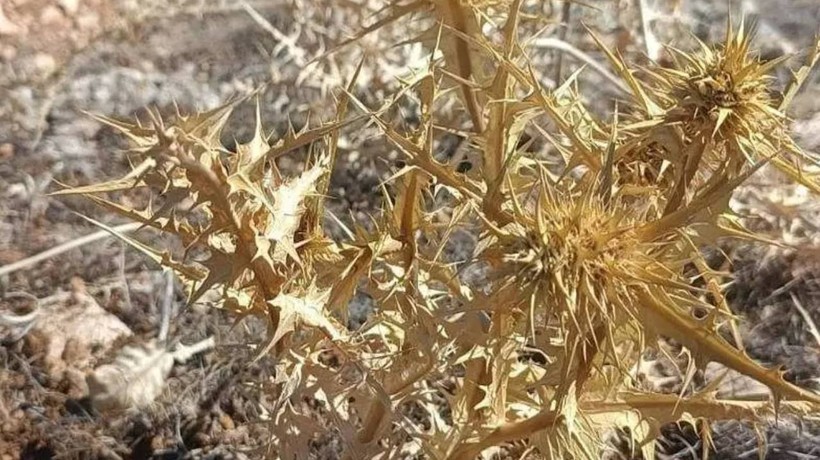 Doğadan gelen servet! Kilosu altınla yarışıyor