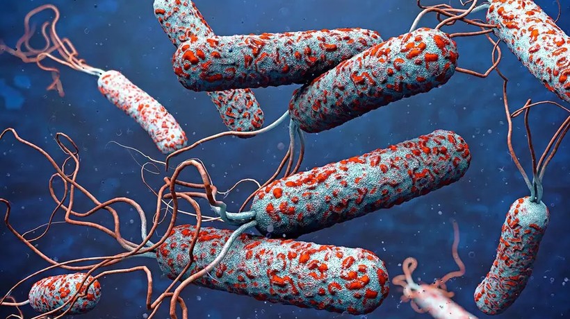 31 ülkede kolera alarmı!