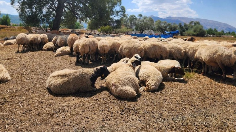 Tunceli'de çoban ücretleri 130 bin lira oldu
