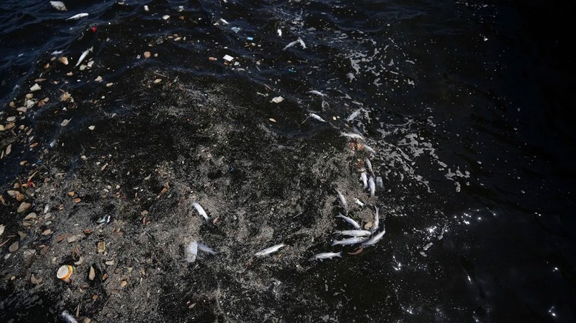 İzmir Körfezi'ndeki balık ölümleri sürüyor