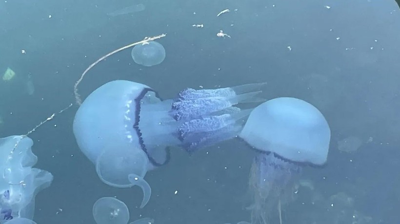 Bursa'da müsilaj başladı, denizanaları öldü