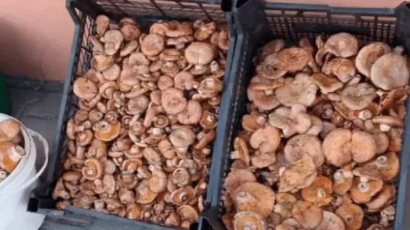 Tezgahlarda bolluk var! Kilosu 500 TL